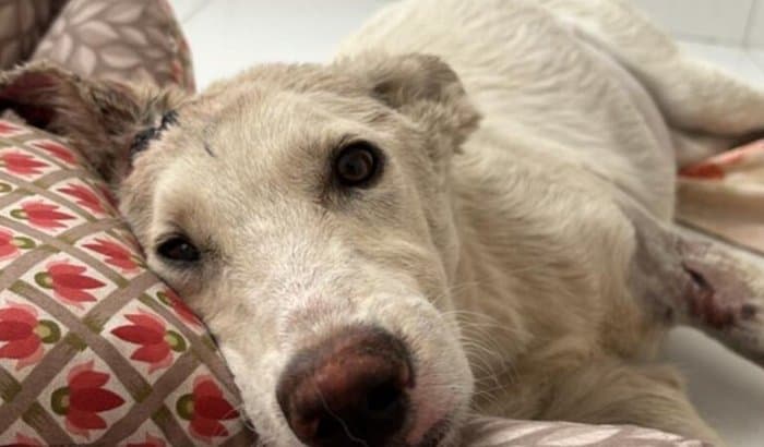 Ajude a Dog resgatada Floquinha