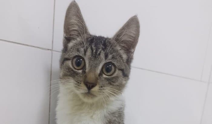 Ajude a cirurgia da Lua - Gatinha atropelada